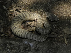 Gloydius halys caucasicus