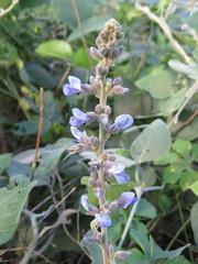 Calopogonium caeruleum