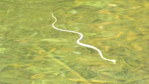 Common Tree Snake, Dendrelaphis punctulatus