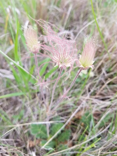 prairie smoke (Geum triflorum)