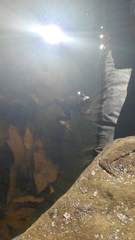 Lithobates clamitans