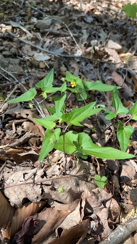 Halberd-leaved violet (Viola hastata)