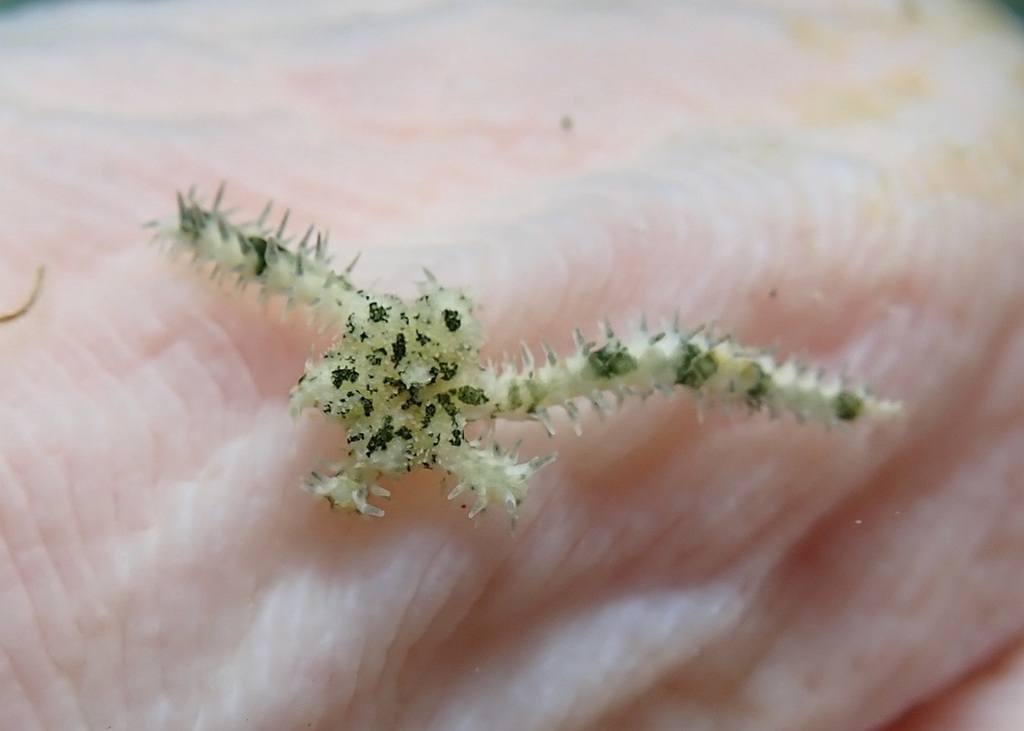 Ophiocomella sexradia