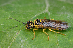 Pamphilius varius
