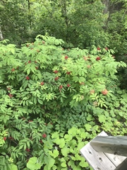 Sambucus racemosa