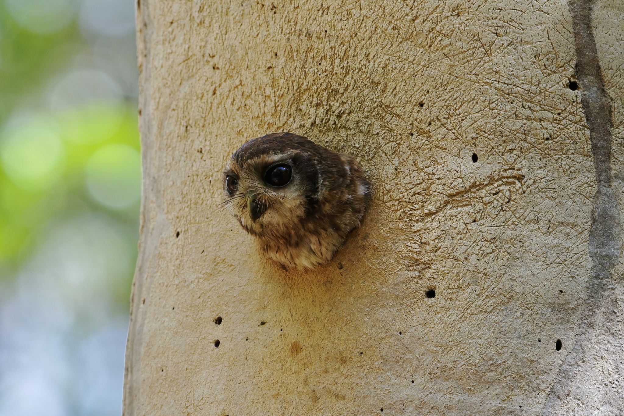 Bare-legged Owl (Margarobyas lawrencii), photo 5