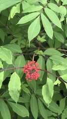 Sambucus racemosa