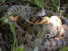 Hemorrhois ravergieri