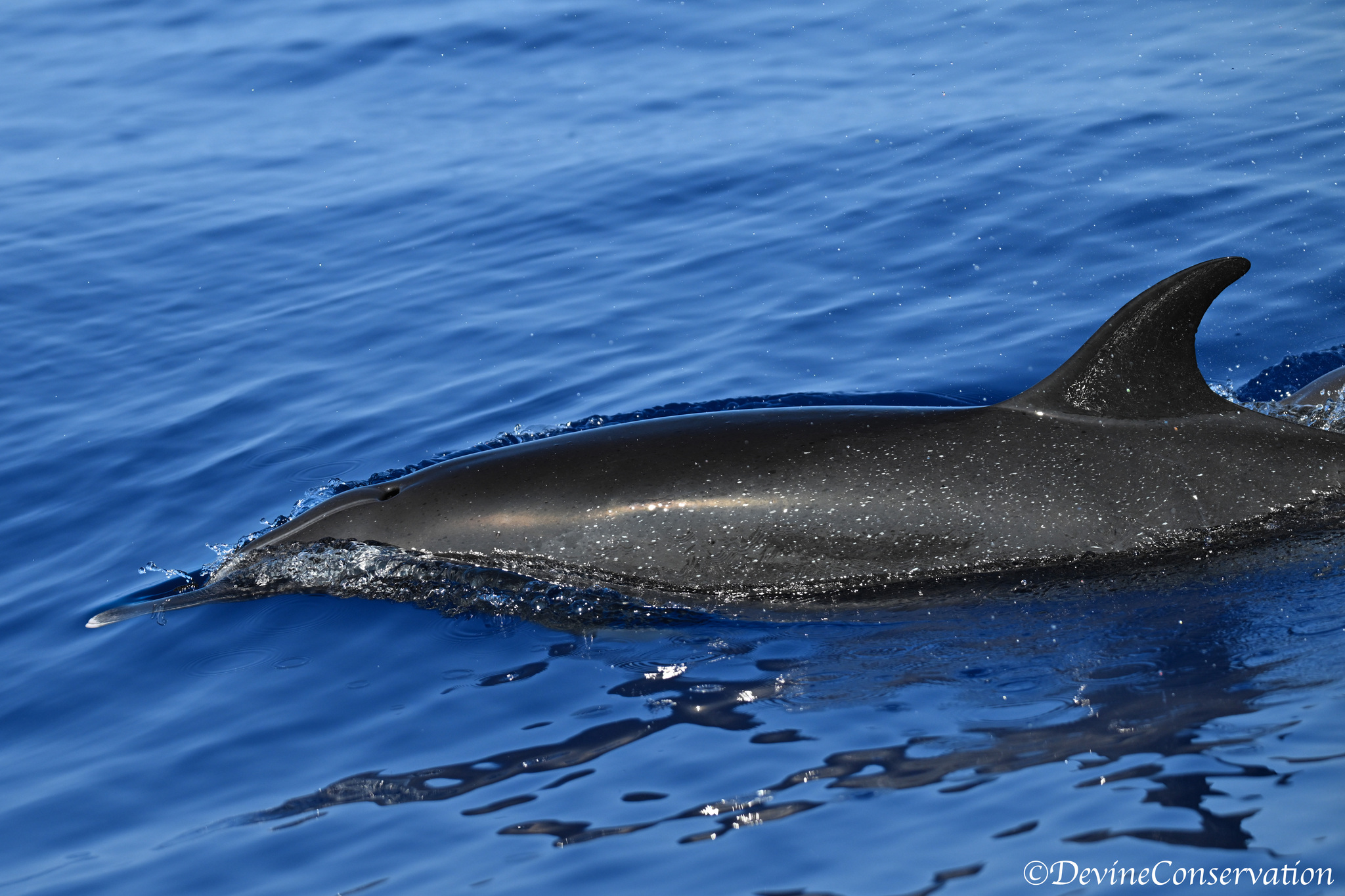 Stenella attenuata