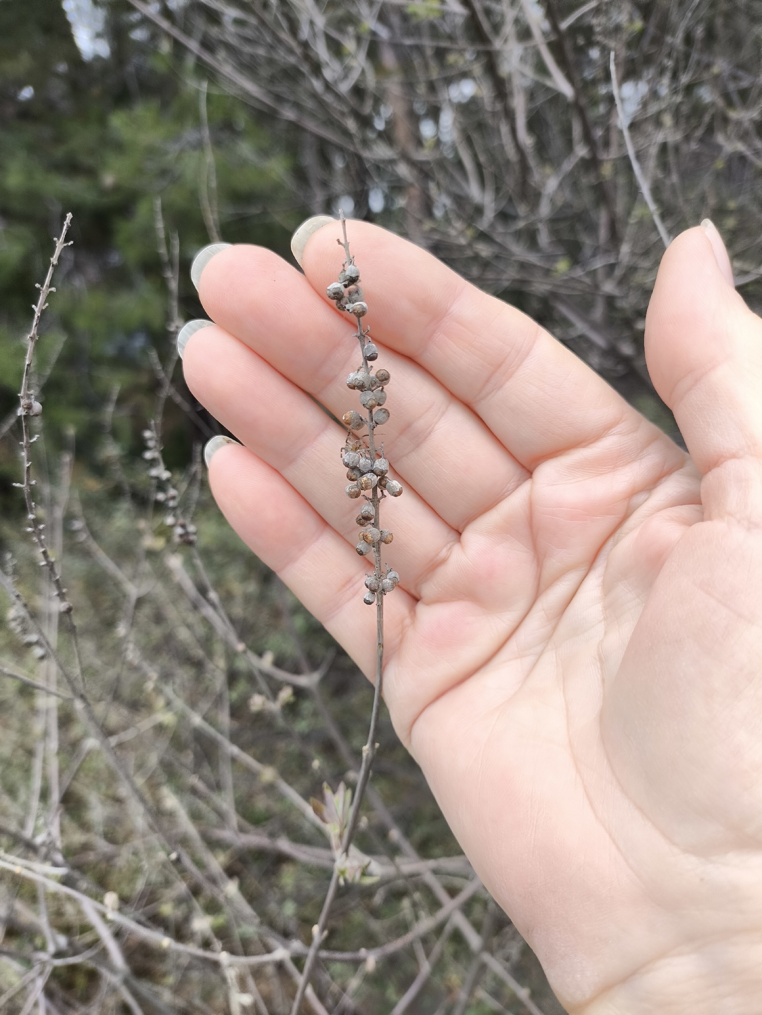Lilac Chastetree (Vitex agnus-castus)