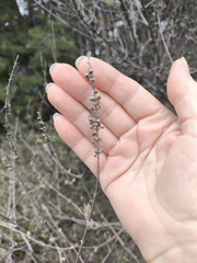 Gattilier (Vitex agnus-castus)