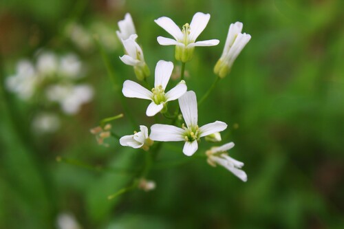 bulbous cress (Cardamine bulbosa)