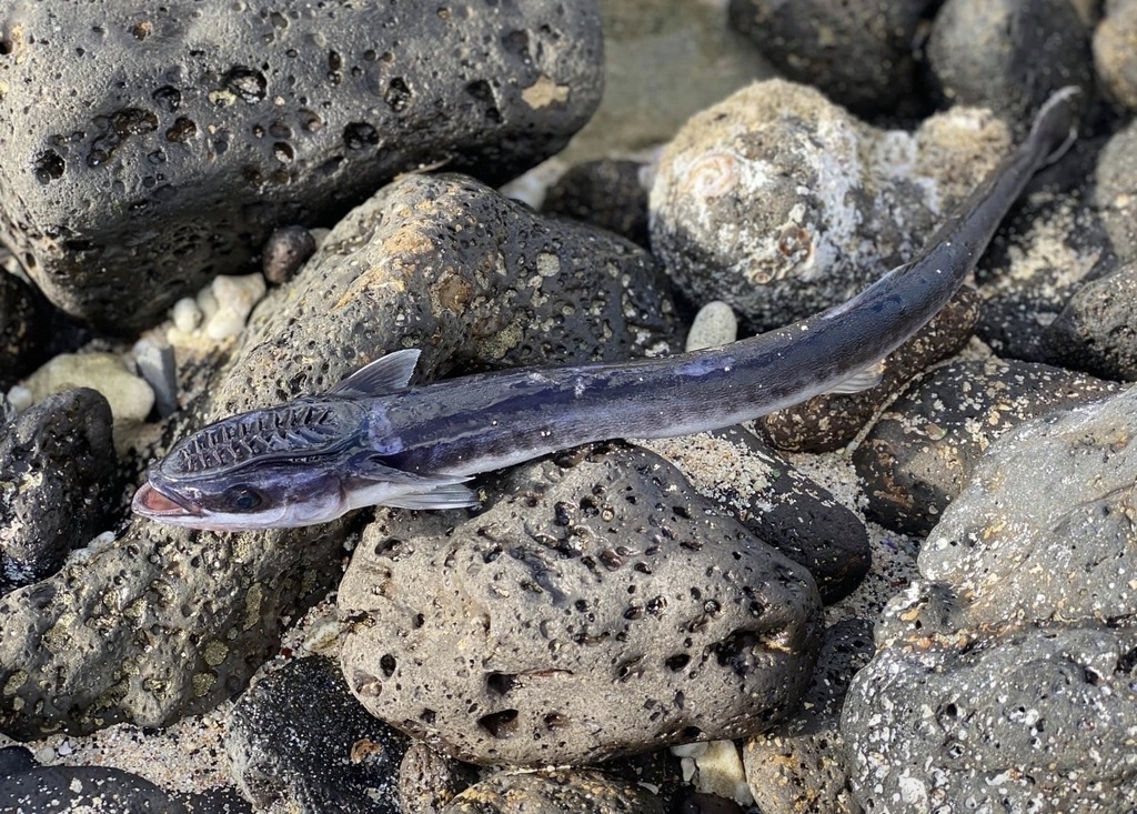 Louse fish (Phtheirichthys lineatus) — Echeneidae