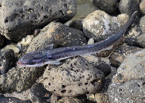 Louse fish (Phtheirichthys lineatus) — Echeneidae