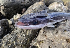 Slender Suckerfish photo 2