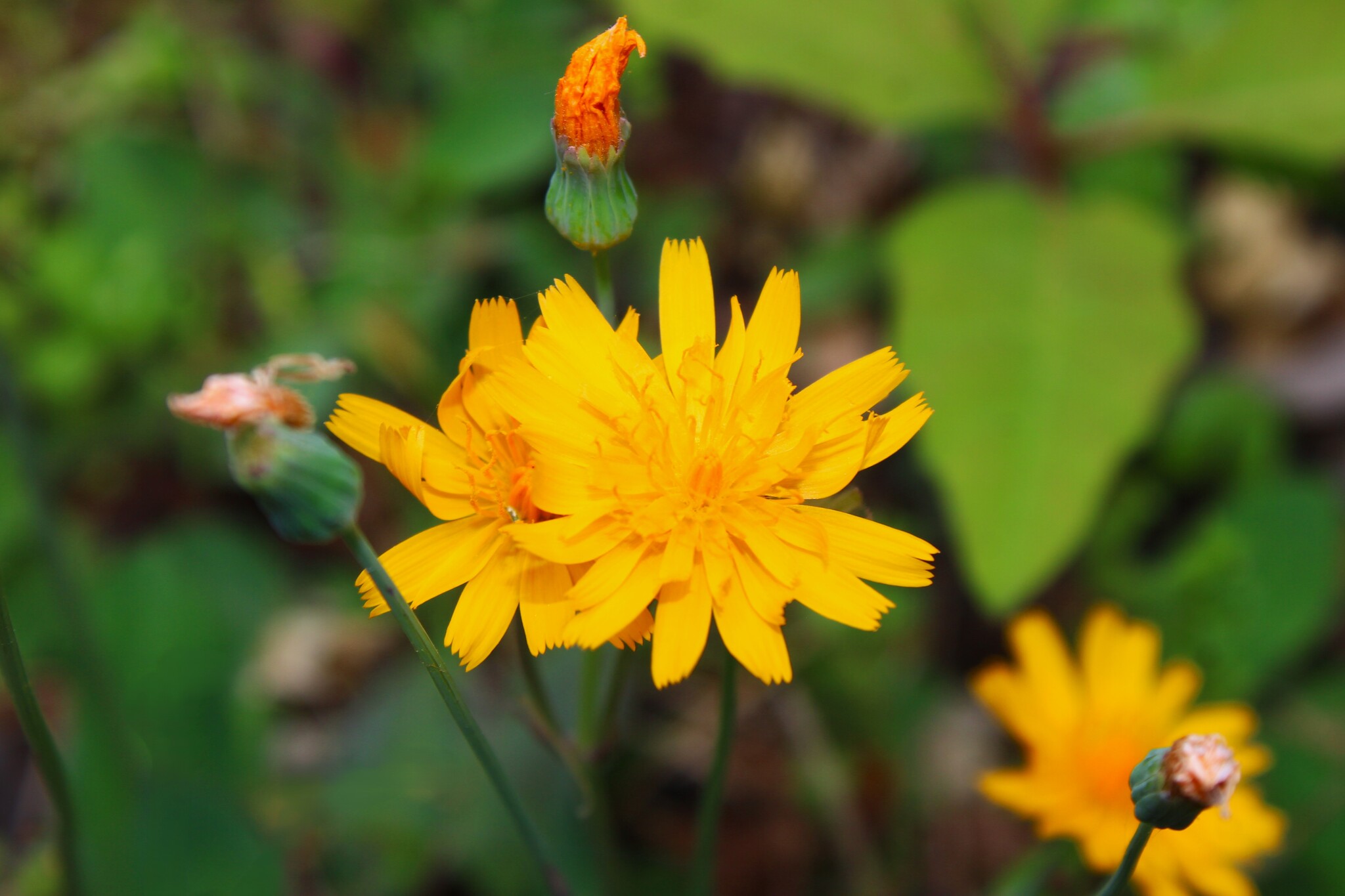 Twoflower Dwarfdandelion (Krigia biflora)