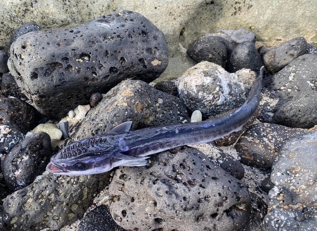 Slender Suckerfish