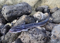 Slender Suckerfish photo 1