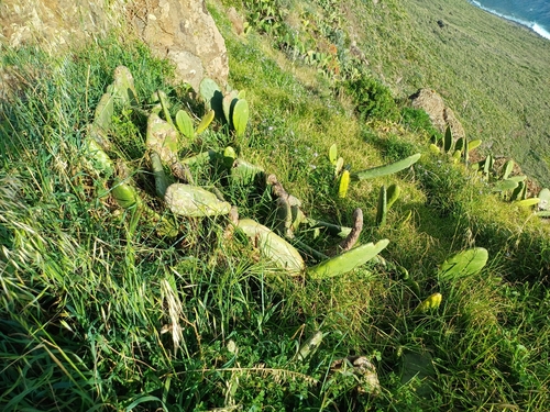 Indian fig opuntia (Opuntia ficus)