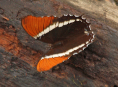 Siproeta epaphus epaphus