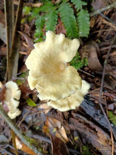 Favolus brasiliensis