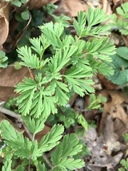 Dicentra cucullaria