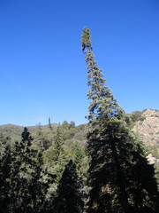 Abies bracteata