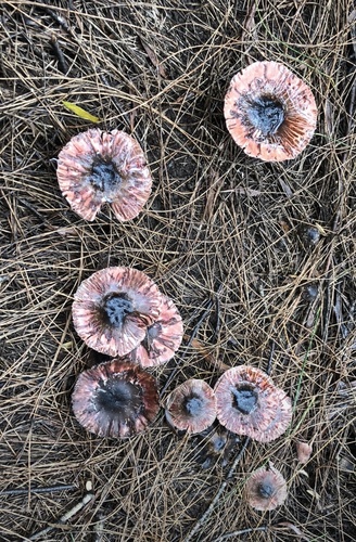 Agaricus rotalis, 2018-04-07