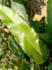 Onychargia atrocyana