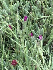 Malephora purpureocrocea