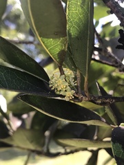 Drypetes diversifolia