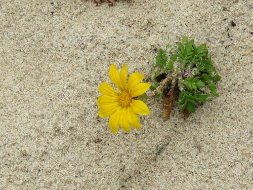 Image of Gazania maritima by (c) Jeremy Gilmore, some rights reserved (CC BY)