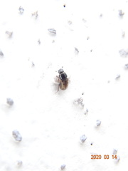Chilothorax distinctus