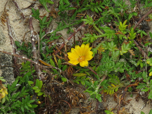 Image of Gazania maritima by (c) Jeremy Gilmore, some rights reserved (CC BY)