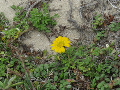 Gazania maritima
