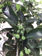 Drypetes lateriflora