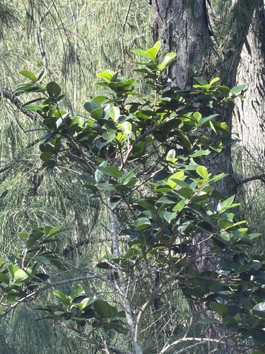 Ficus rubiginosa observed 2026-04-07