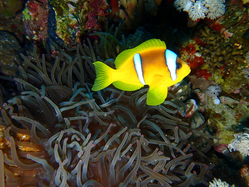 Amphiprion bicinctus