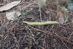 Vaginulus taunaisii