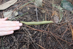 Vaginulus taunaisii