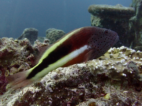 Paracirrhites forsteri