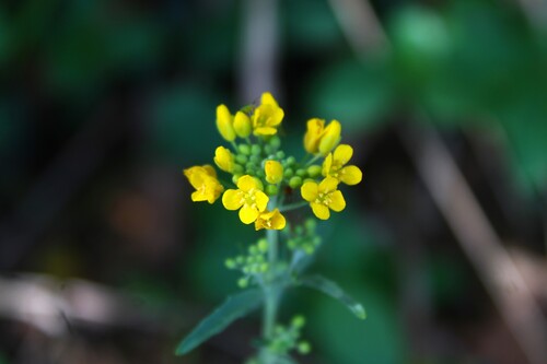 Physaria globosa