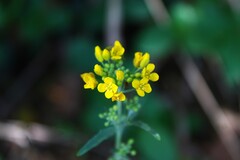 Physaria globosa