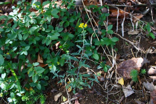 Physaria globosa, photograph 2