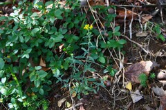 Physaria globosa, photograph (c) Dominic, some rights reserved (CC BY)