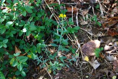 Physaria globosa, photograph (c) Dominic, some rights reserved (CC BY)