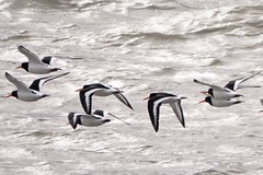 Haematopus ostralegus