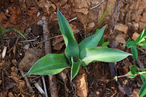 Eastern False Aloe (Manfreda virginica)