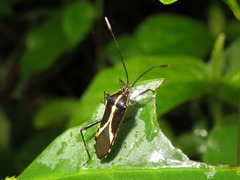 Zoreva ornamentosa