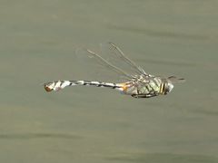 Lindenia tetraphylla